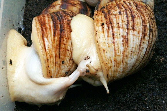 Lissachatina reticulata albino body páření
